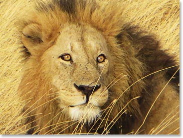 Male lion in Ngorongoro