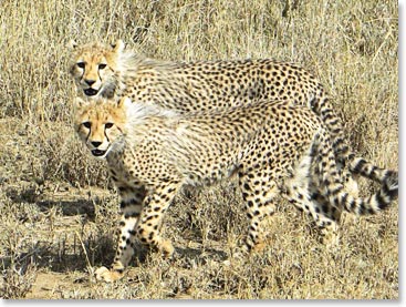 Cheetah brothers