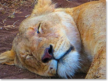 Sleeping lioness