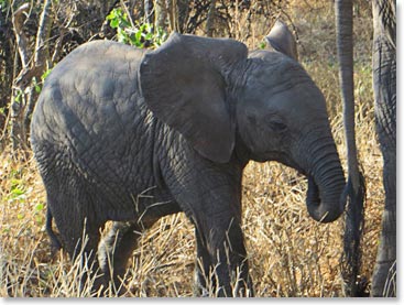 Baby elephant in Tarangire