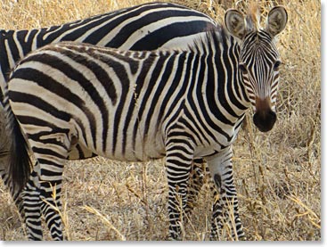 Zebras