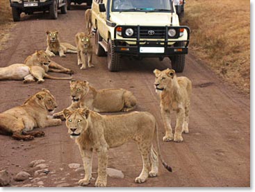 A pride of lions was right in the middle of our road at Ngorongro