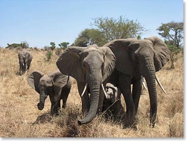 A family of elephants in Tarangire