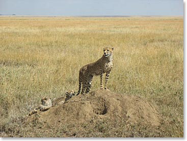 A cheeth mother watching in Serengeti