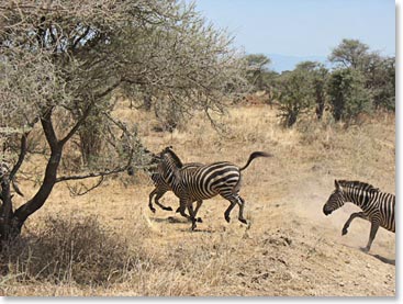 Zebras running