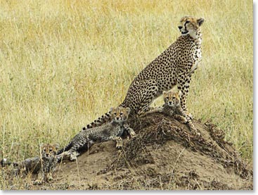 Mother Cheetah with three cubs