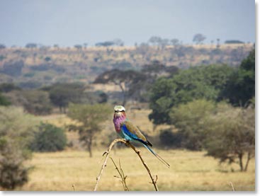 Lilac Breasted Roller