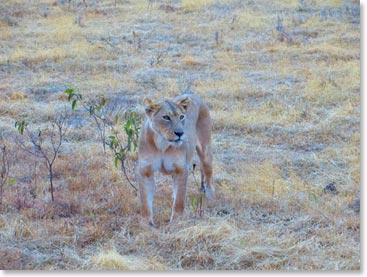 Steph loves this photo of a lioness that she took in Ngorongoro Crater.
