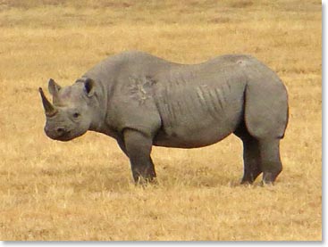 Great shot of a rhino
