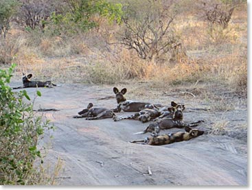 Steph's photo of the wild dogs that we saw in Tarangire.