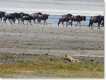 A lioness naps as the Wildebeest march by at Ngorongro.