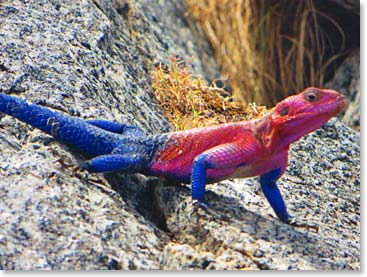 Lizzy shot a photo of this Agama lizard around our lodge.