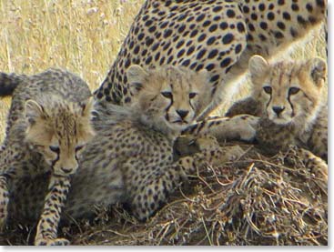 We all got so many cheetah cub shots, here is another of Lizzy's