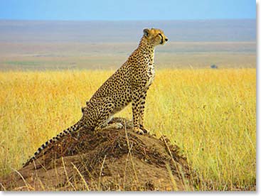 The classic cheetah pose – photo by Lizzy