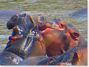Lizzy's kissing hippos