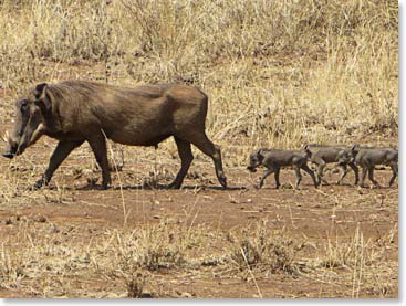 Lizzy captured this warthog mother followed by her three babies.