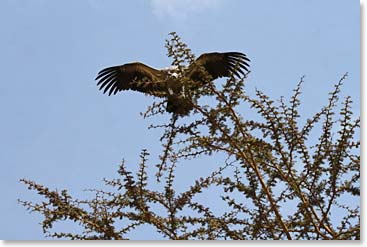 Phil captured this vulture landing in a tree.