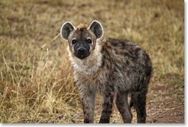 Phil loves hyenas and he got a great shot of this one.