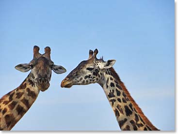 We loved this image of the giraffes that Steph took. Perhaps our best giraffe shot of the safari!