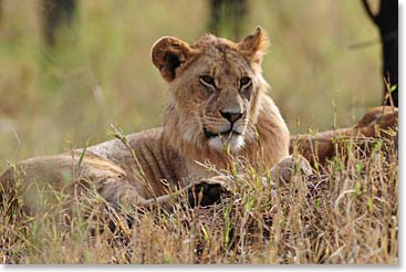 We lost count of how many different lions we saw on this safari; it was easily 80 – 100. The most we saw at one time was 16.