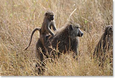 A common sight on safari is a baby baboon riding on mom’s back.