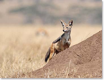 We saw this beautiful jackal on the way to the airstrip.