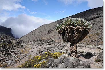 At this higher elevation the vegetation has changed completely.