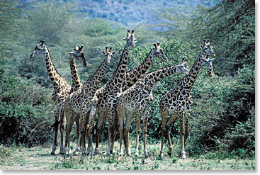 Giraffes