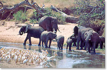 Elephant family