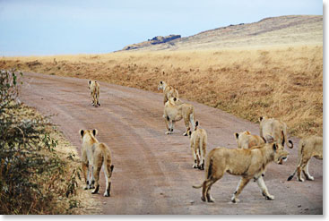 Pride of lioness