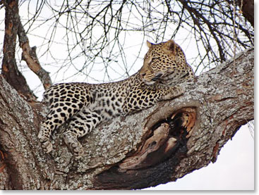 A leopard on a tree – thanks to eagle-eye David for spotting