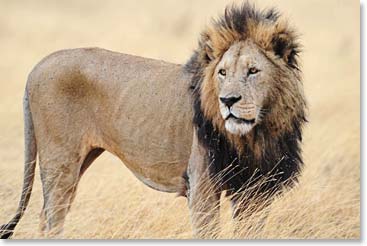 Male lion