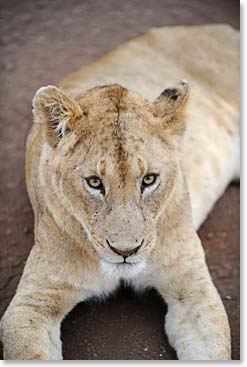 Lioness