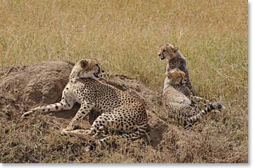 Mother cheetah with cubs
