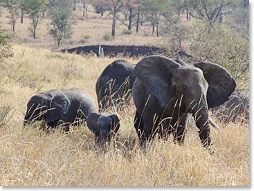 Elephant family