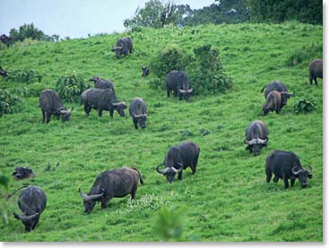 Buffalo herd