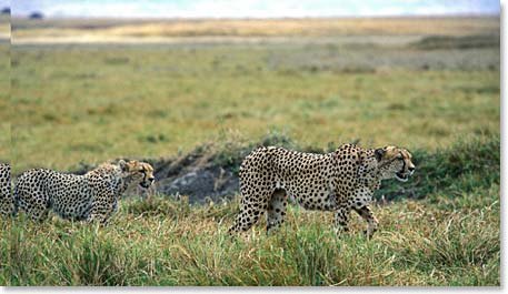 Cheetahs
