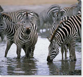 Zebras