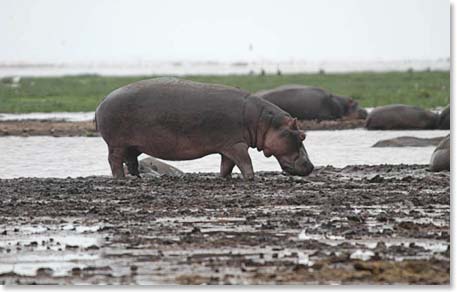 Hippopotamus walking