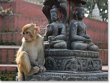 Adorable rhesus monkeys are everywhere at the Swayambhunath temple, this is why Swayambhunath is known worldwide as