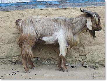We saw this nice looking “show goat”, but we had to wonder if he was long for this world since he had been brought to market.