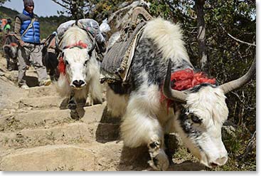 We shared the trail with Yaks. These are the pure Yaks from the Tibetan Plateau, not cross bred. They are powerful, beautiful animals.