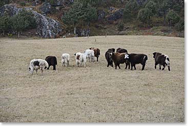 Later we loved stopping to watch some baby yaks grazing.