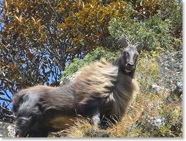 We saw a herd of Thar, wild Himalayan goats, including this large male.