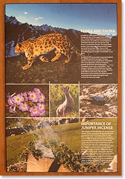 Pangboche Monastery has a new set of interpretative displays to help trekkers appreciate the local natural world, culture and mythology. The Snow Leopard is still here and though rarely seen is a fascinating presence in these mountains.