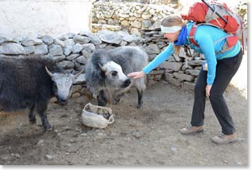 Tina loves animals. As we arrived in Pangboche on Tuesday, she distracted these two baby yaks who were feeding.