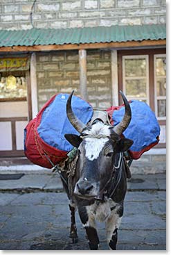 Frank is loaded and ready to head out for Namche.