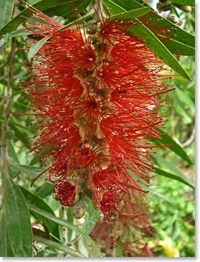 The flowers in Ecuador are unique