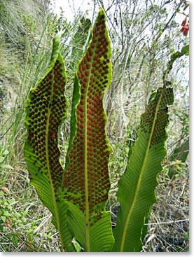 This plant is called “lengua de suegra” in Spanish, it means mother in law tongue. Each of those red dots is the stomata and that’s how the plant reproduces itself.