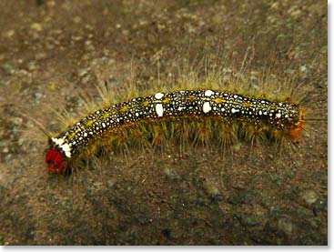 A native caterpillar sharing our same path in Ecuador